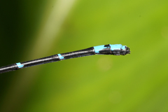 Argia fulgida