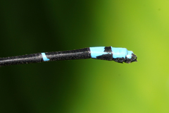 Argia fulgida