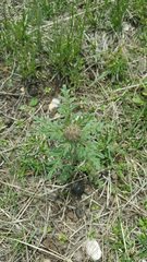 Phacelia tanacetifolia