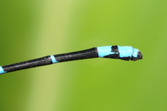Argia fulgida