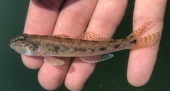 Yellowfin Goby photo 5