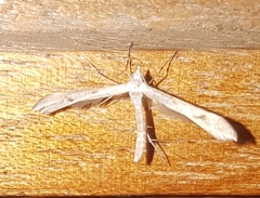 Platyptilia celidotus
