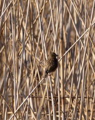 Ploceus velatus