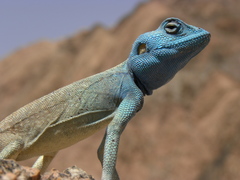 Pseudotrapelus aqabensis