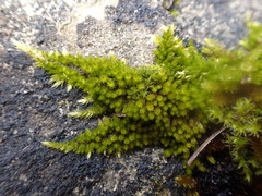 Homalothecium aureum