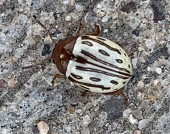 Zygogramma heterothecae