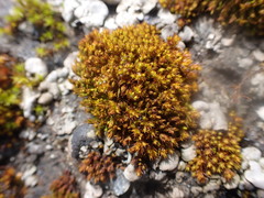 Vinealobryum norrisii