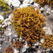 Vinealobryum - Photo (c) Andrew Simon, some rights reserved (CC BY-NC), uploaded by Andrew Simon