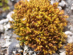 Vinealobryum norrisii