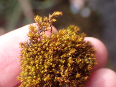 Vinealobryum norrisii