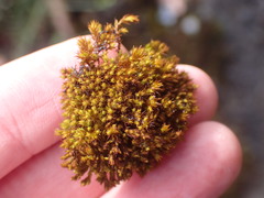 Vinealobryum norrisii
