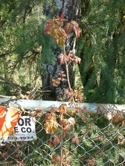 Toxicodendron diversilobum