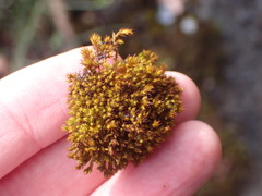 Vinealobryum norrisii