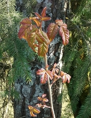 Toxicodendron diversilobum