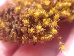 Vinealobryum norrisii