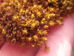 Vinealobryum norrisii