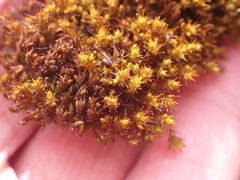 Vinealobryum norrisii