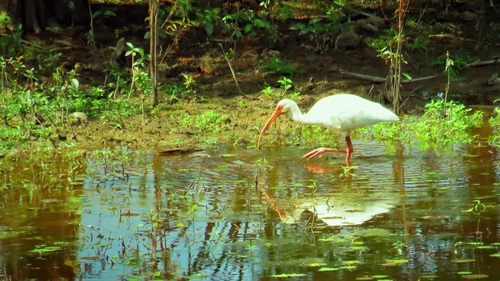 White Ibis photographed in Mississippi