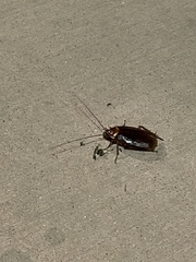 Periplaneta americana