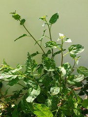Solanum dulcamara