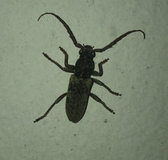 Anelaphus inermis