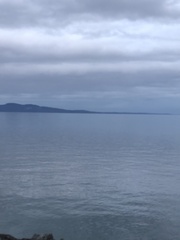 Eschrichtius robustus