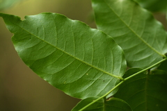 Cladrastis platycarpa