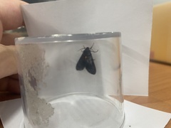 Amsactoides solitaria