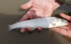 Salvelinus confluentus