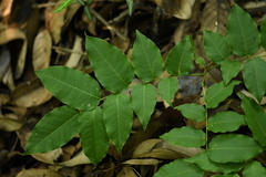 Cladrastis platycarpa