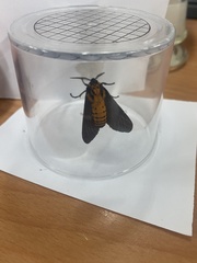 Amsactoides solitaria