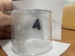 Amsactoides solitaria