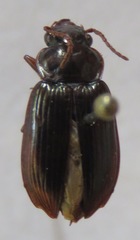 Carabidae
