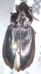 Carabidae