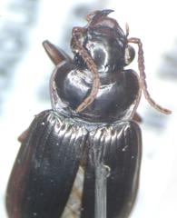 Carabidae