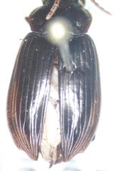 Carabidae