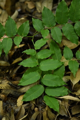 Cladrastis platycarpa