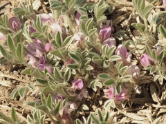Astragalus tridactylicus