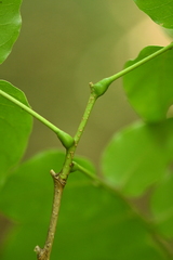 Cladrastis platycarpa