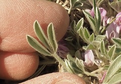Astragalus tridactylicus