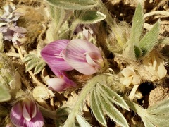 Astragalus tridactylicus
