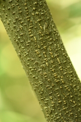 Cladrastis platycarpa