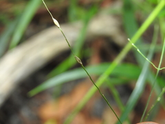 Ottochloa nodosa