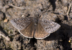 Erynnis telemachus