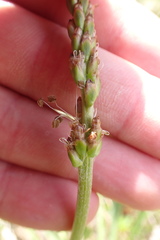 Plantago macrocarpa