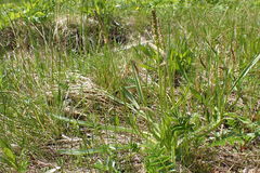 Plantago macrocarpa
