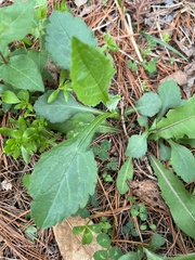 Chrysogonum