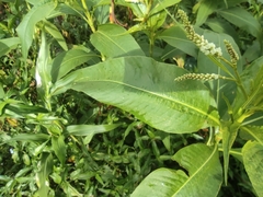 Persicaria senegalensis image