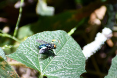 Sarconesiopsis magellanica