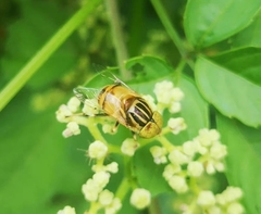 Eristalinus quinquestriatus
